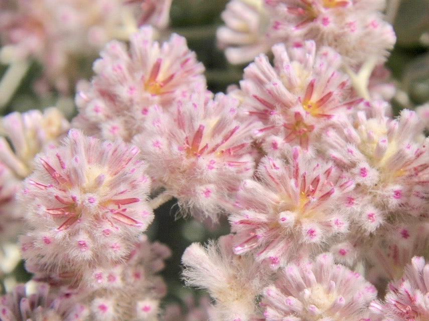 Mulla Mulla Australian Bush Flower Essences