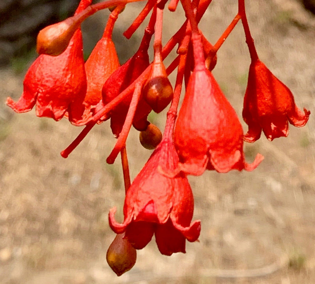 Illawarra Flame Tree Australian Bush Flower Essences