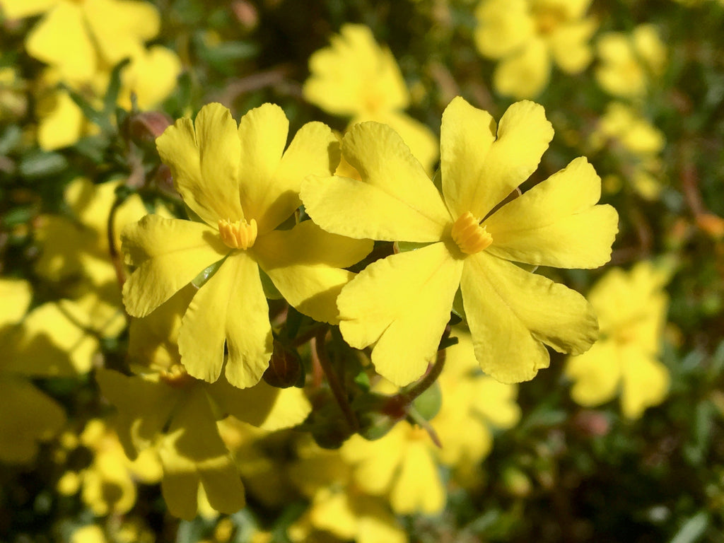 Hibbertia Australian Bush Flower Essences