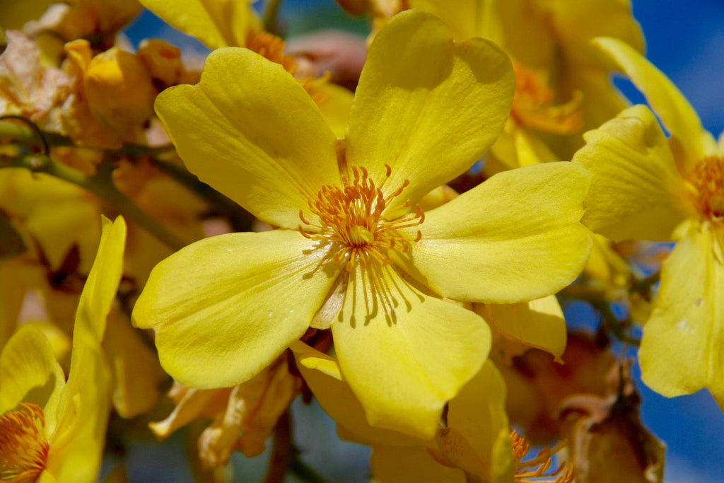 Kapok Bush Australian Bush Flower Essences