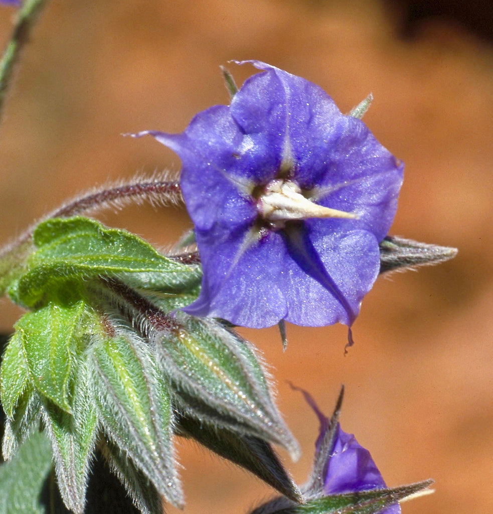 Rough Bluebell Australian Bush Flower Essences