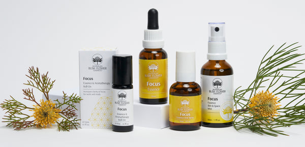 Focus Remedy Essence Collection