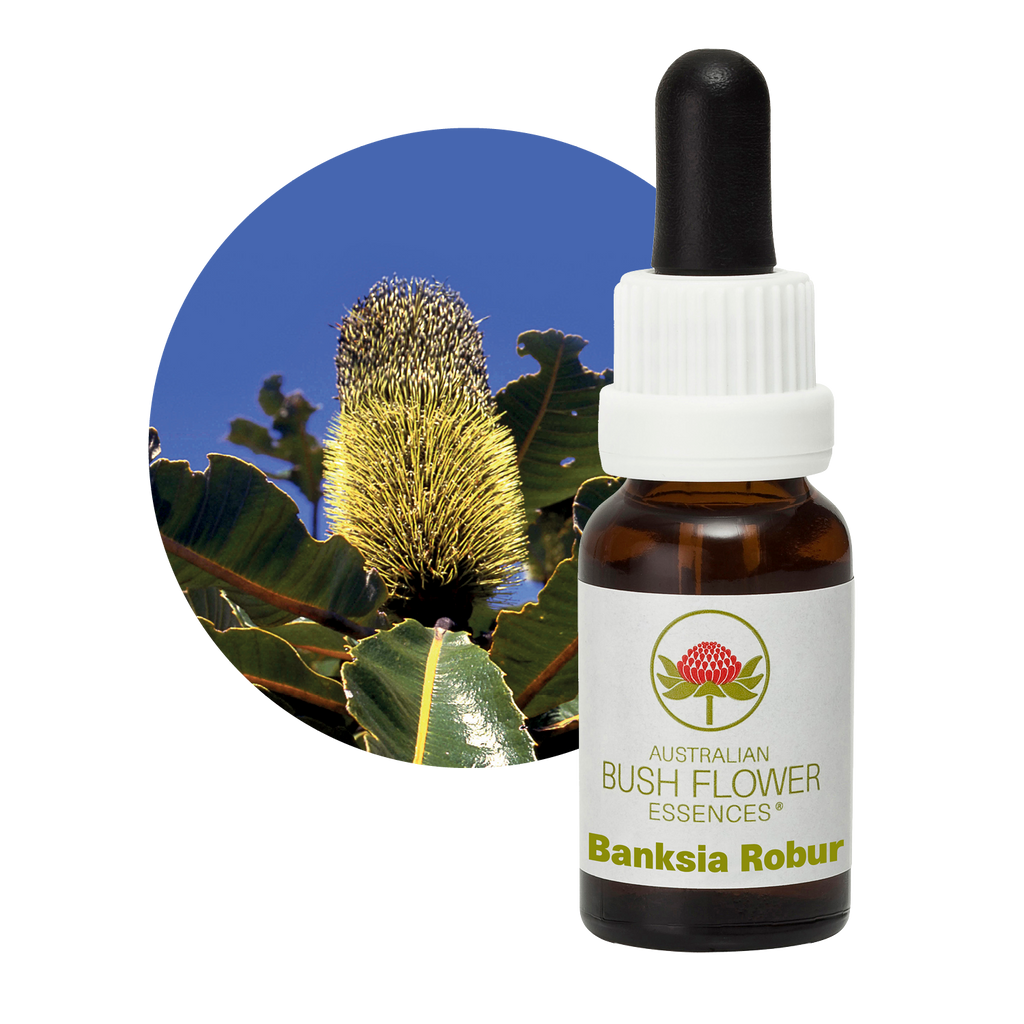 Banksia Robur Australia Australian Bush Flower Essences