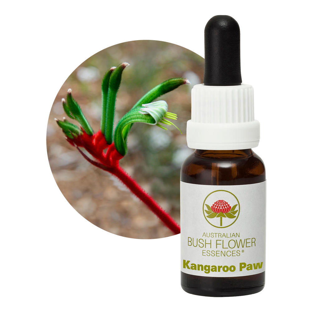 Kangaroo Paw Australia Australian Bush Flower Essences