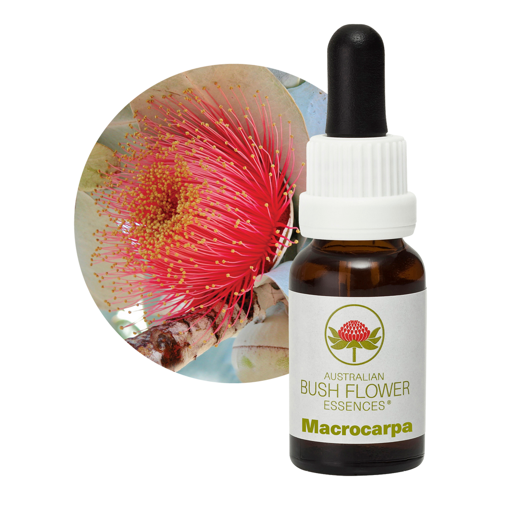 Macrocarpa Australia Australian Bush Flower Essences