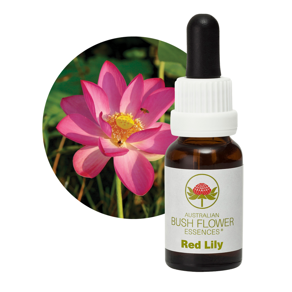 red lily flower essence Red Lily