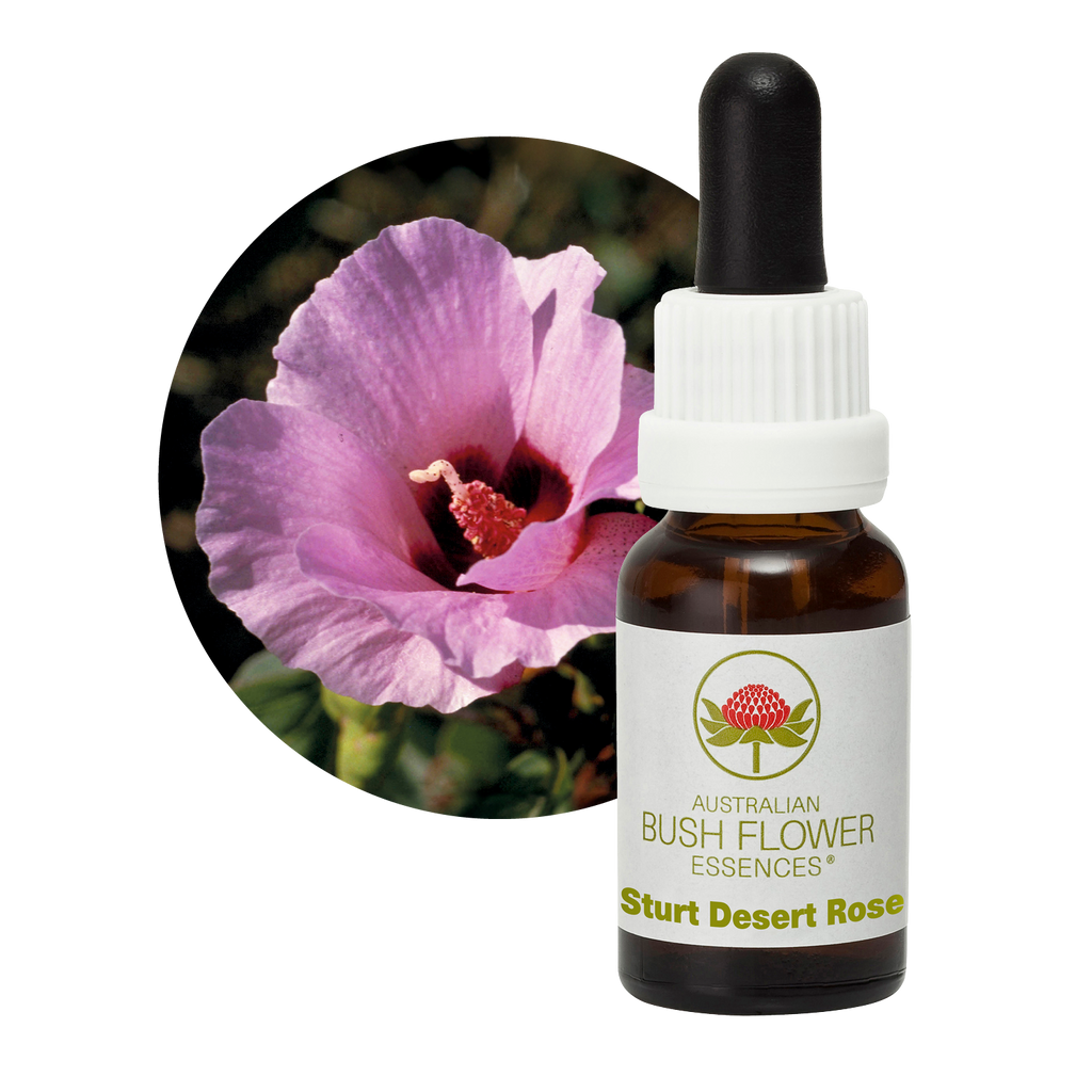 Sturt Desert Rose - Australia – Australian Bush Flower Essences