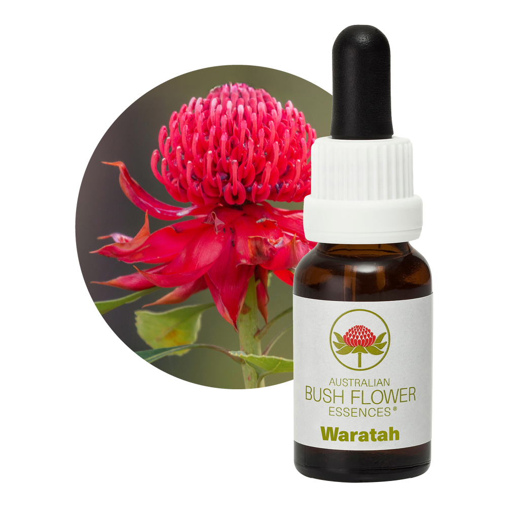 Waratah Australia Australian Bush Flower Essences