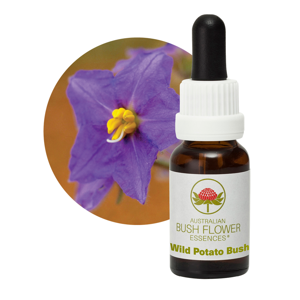 Wild Potato Bush Australia Australian Bush Flower Essences