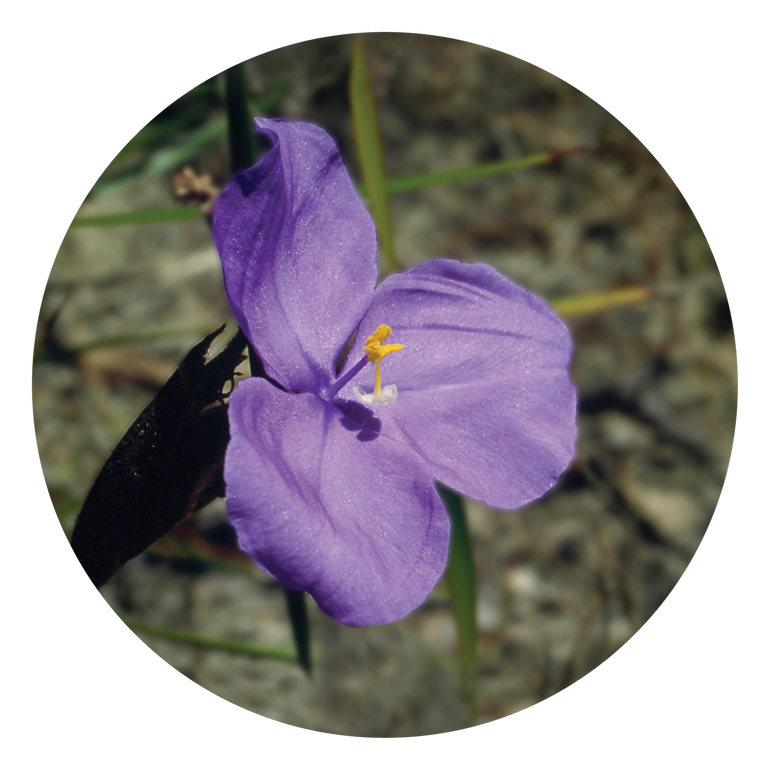 Bush Iris - Australia