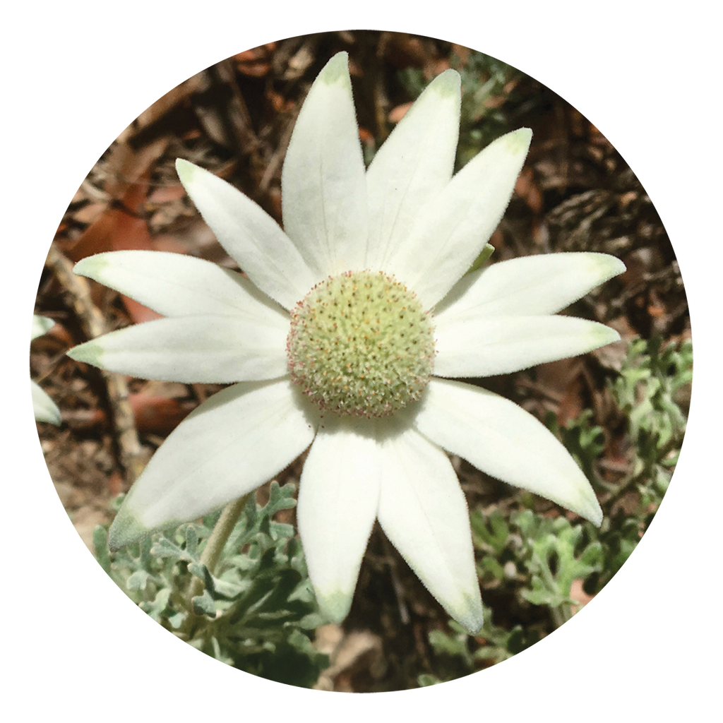 Flower flannel online