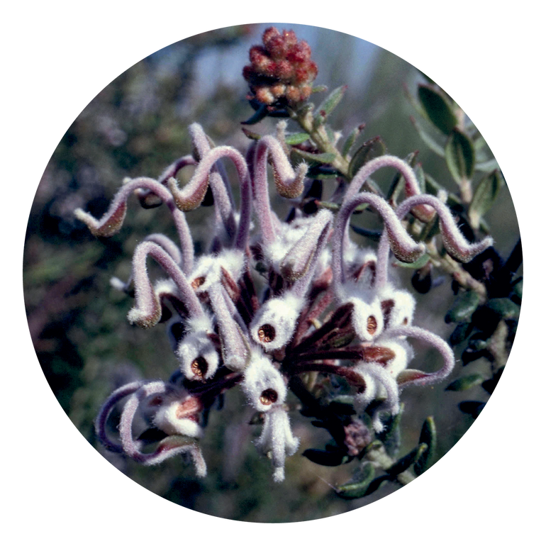 Grey Spider Flower - Australia