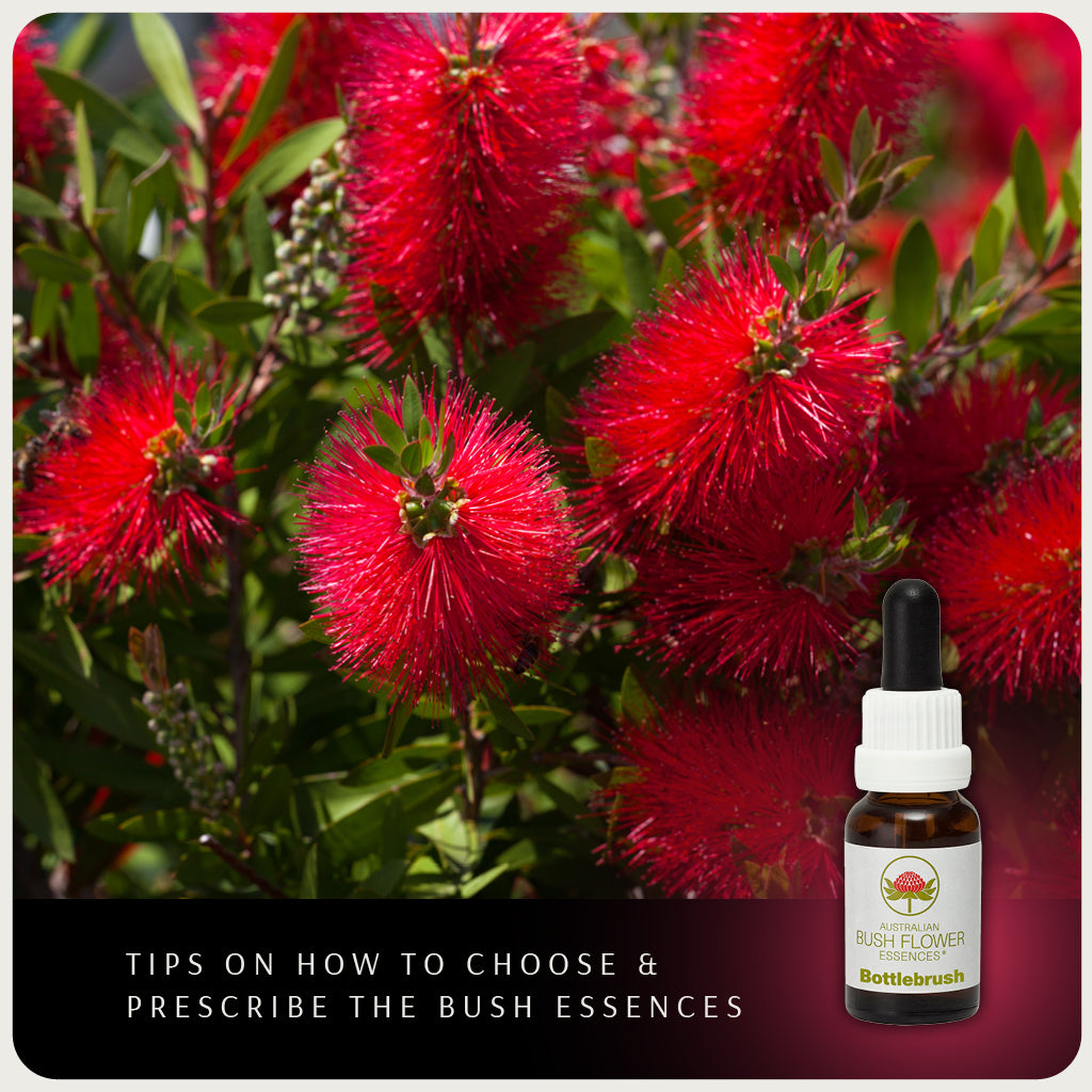 Level 1 Australian Bush Flower Essences Online