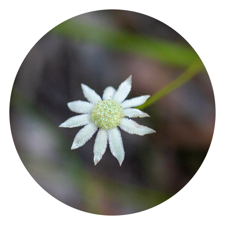 Little Flannel Flower - Australia
