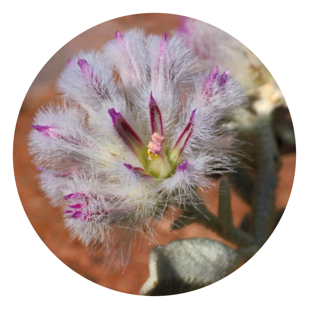 Mulla Mulla Essence Australian Bush Flower Essences