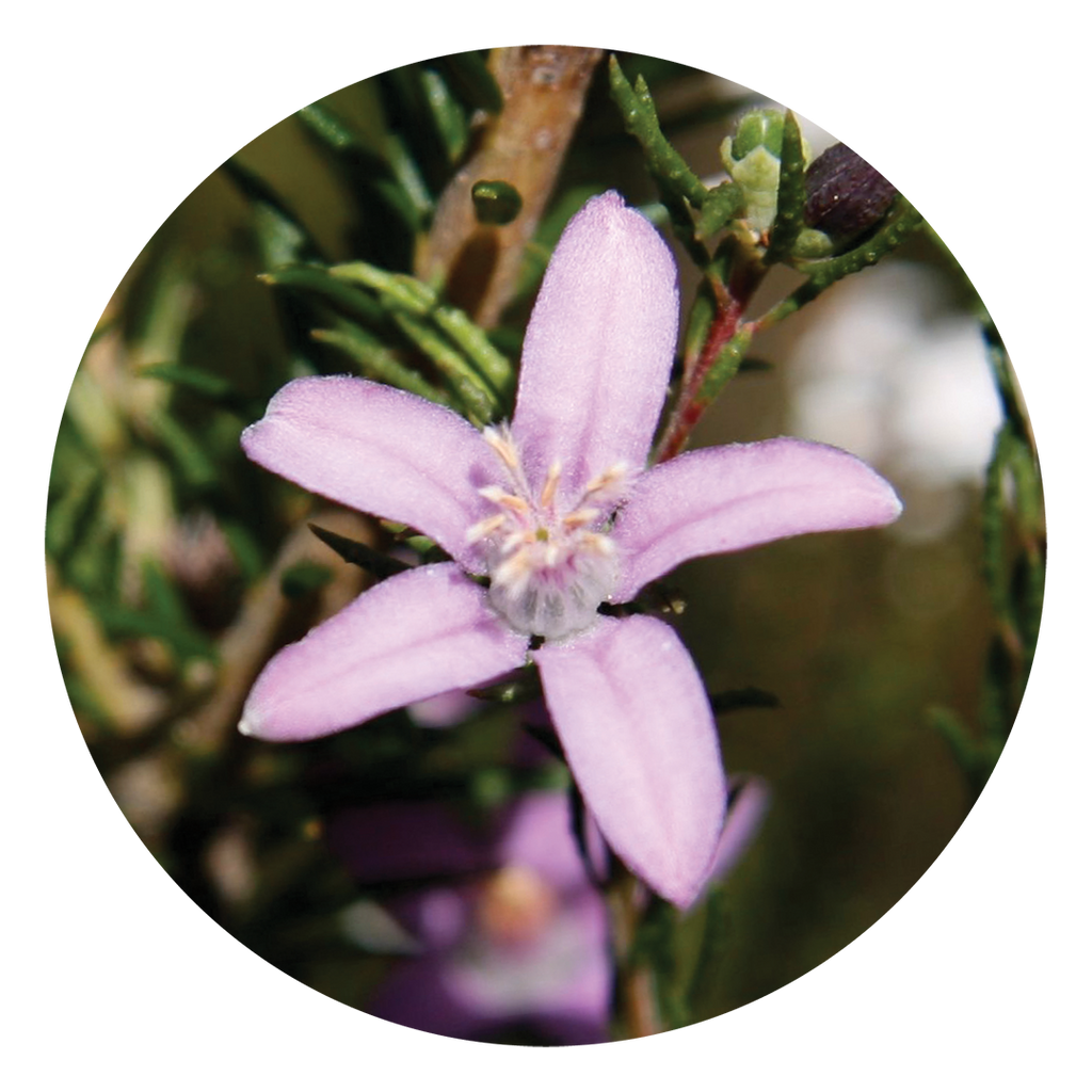 Philotheca Australia Australian Bush Flower Essences philotheca-australia-australian-bush-flower-essences