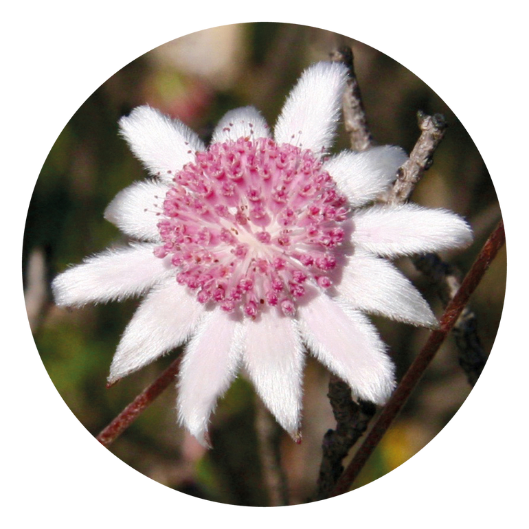 Pink Flannel Flower - Australia