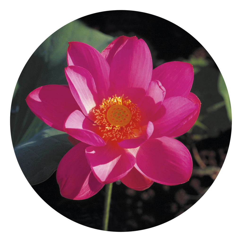 water lily flower essence Red Lily