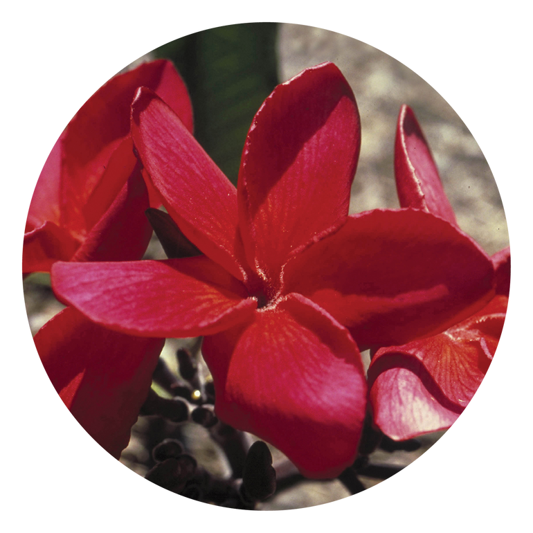 Red Suva Frangipani - Australia