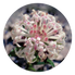 Level 2 Australian Bush Flower Essences Online Workshop