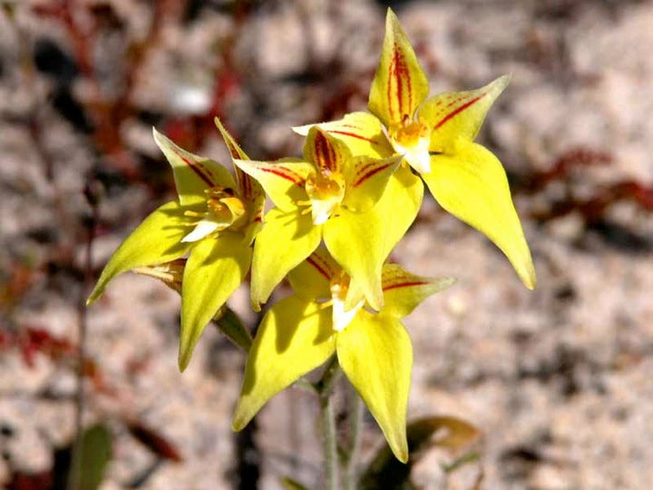 Yellow Cowslip Orchid