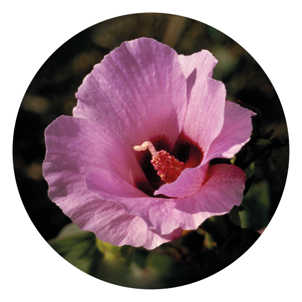 Sturt Desert Rose Single Essence | Australian Bush Flower Essences Sturt Desert Rose Single Essence | Australian Bush Flower Essences