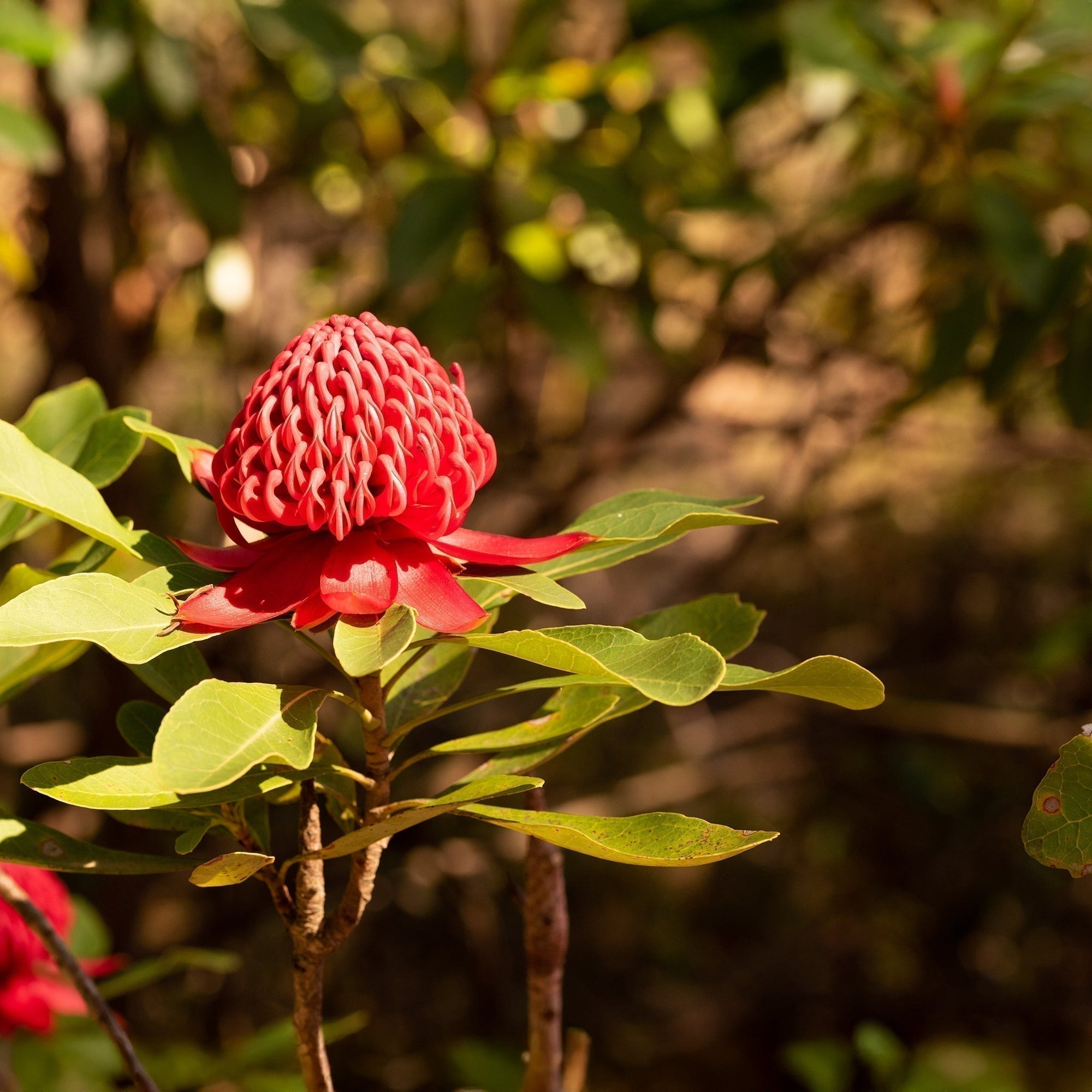 Ian's April 2026 Video Newsletter