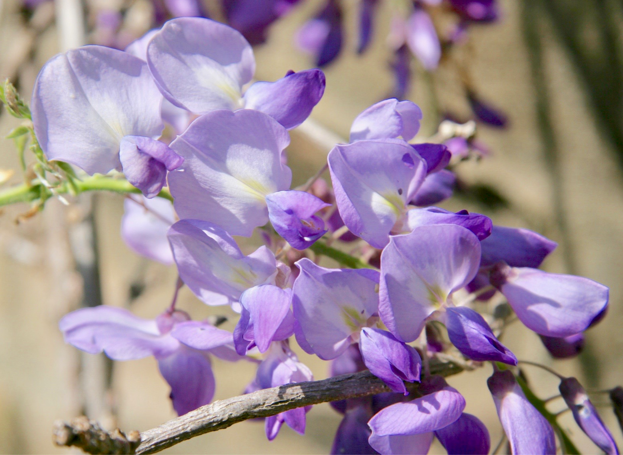 Wisteria
