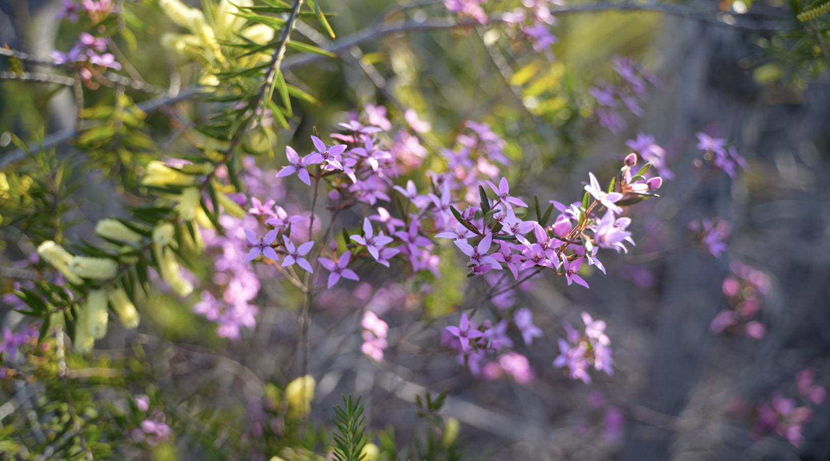 Boronia