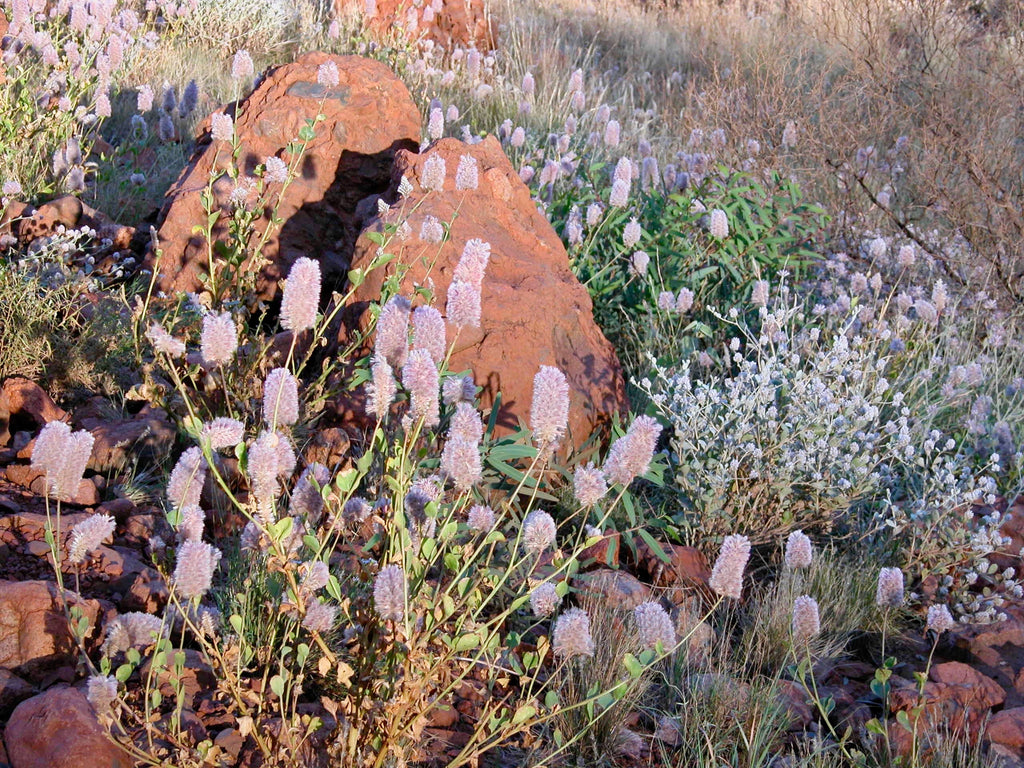 Tall Mulla Mulla Australian Bush Flower Essences