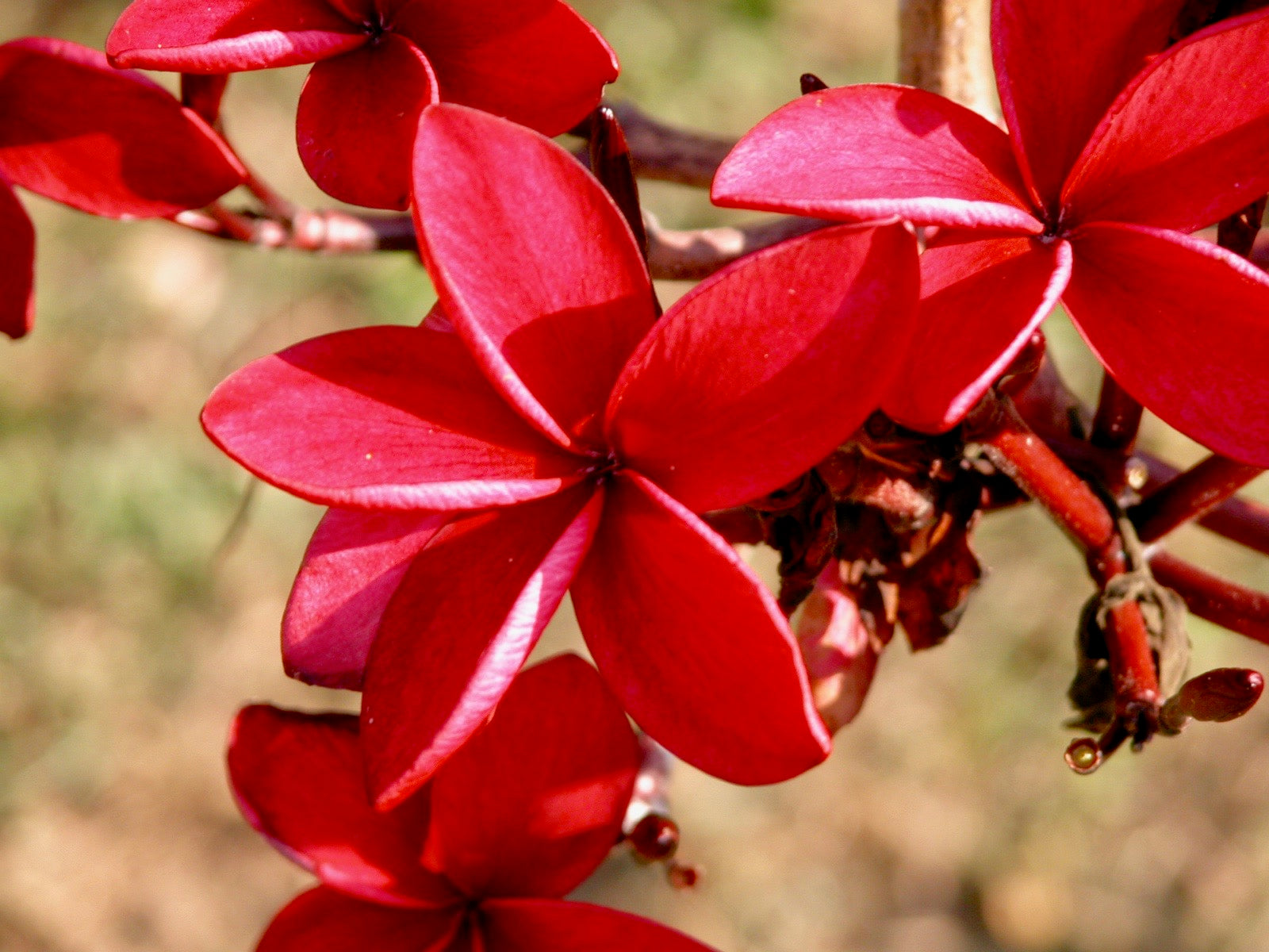 Red Suva Frangipani