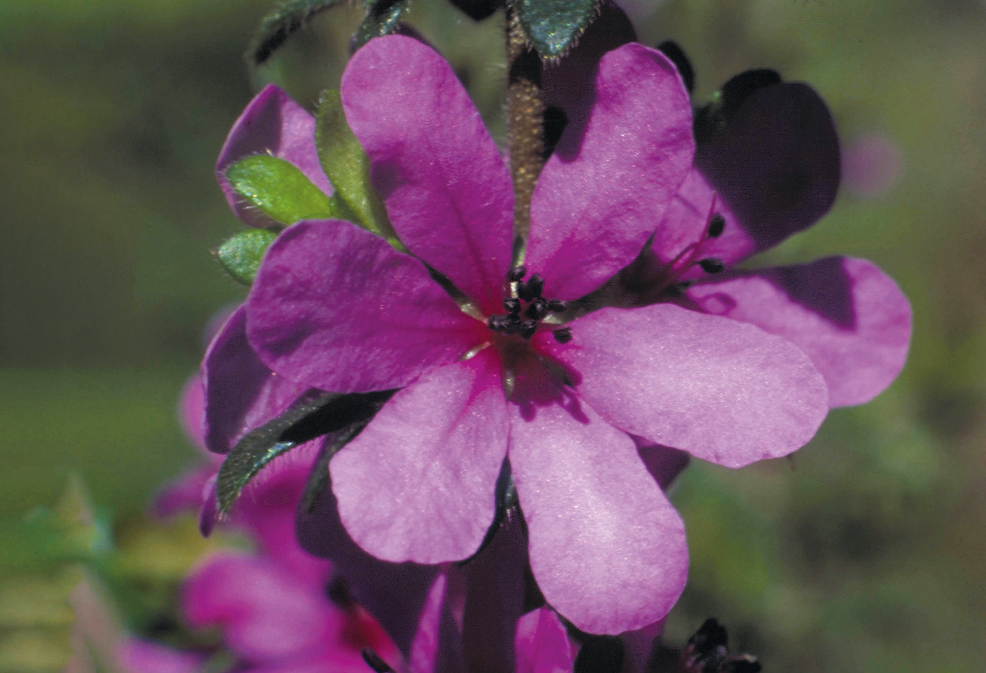 Dog Rose of the Wild Forces