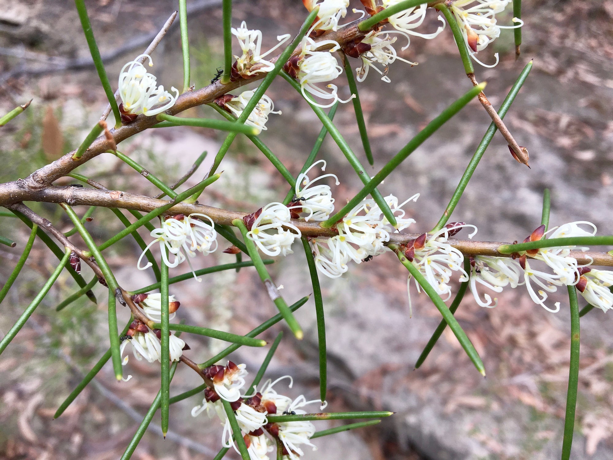 Dagger Hakea