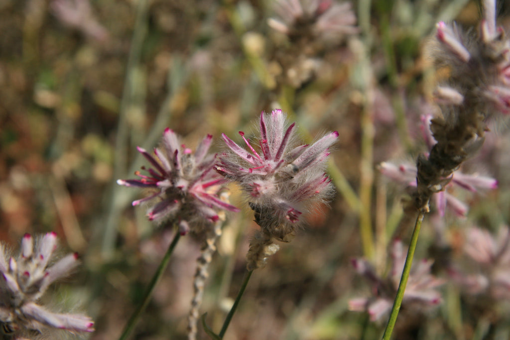 Pink Mulla Mulla Australian Bush Flower Essences