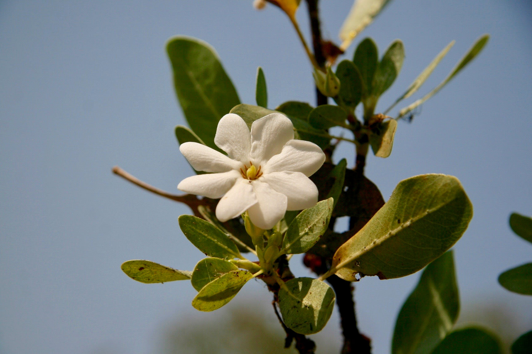 Bush Gardenia