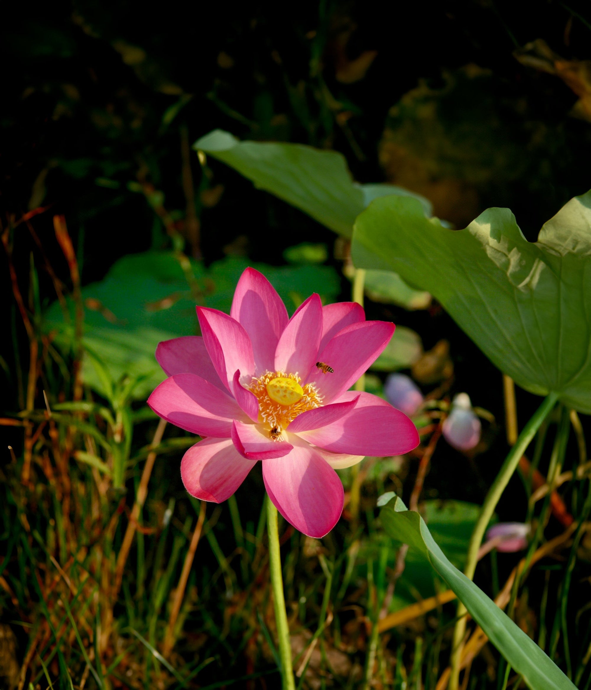Red Lily – Australian Bush Flower Essences