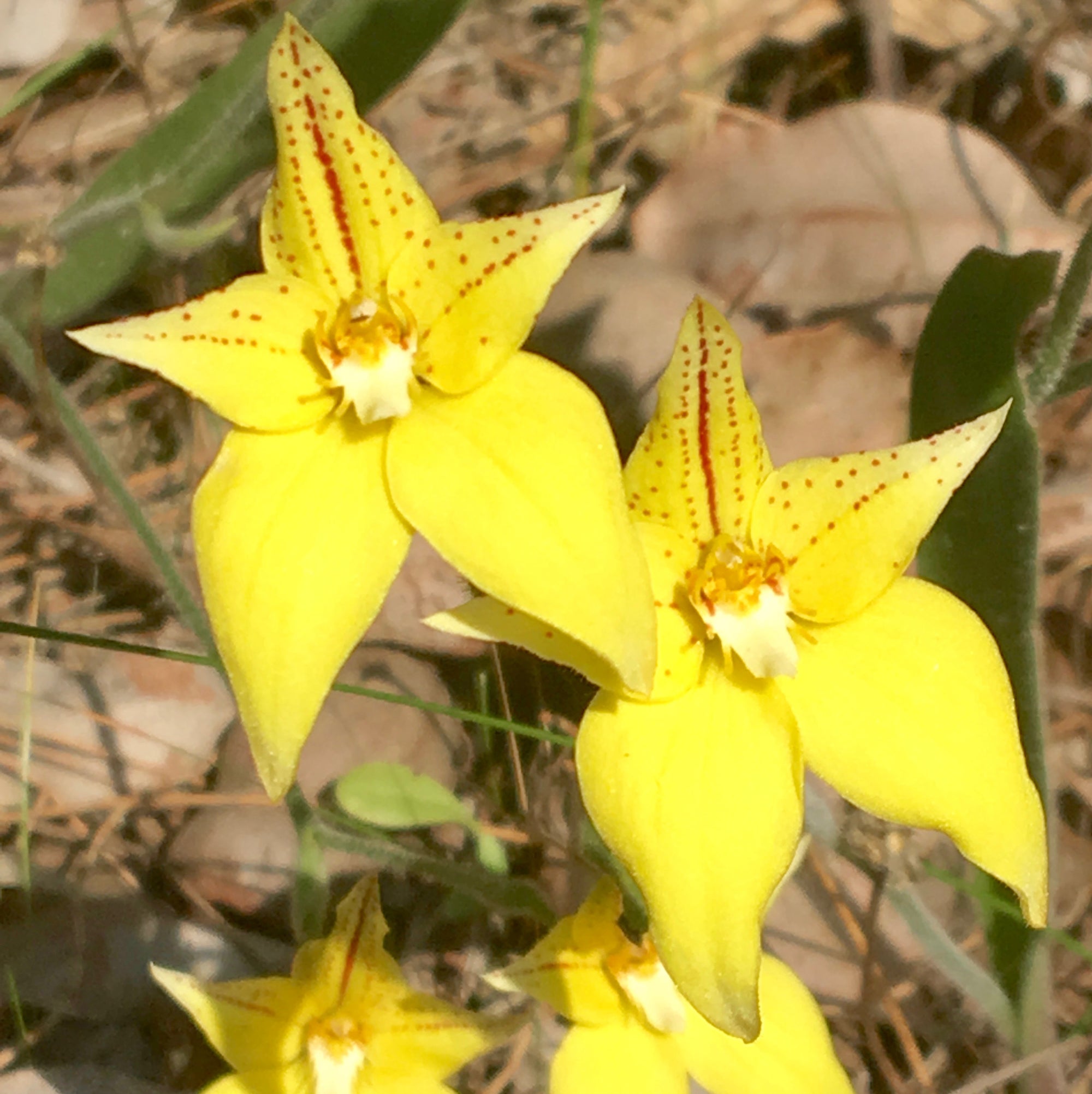 Yellow Cowslip Orchid