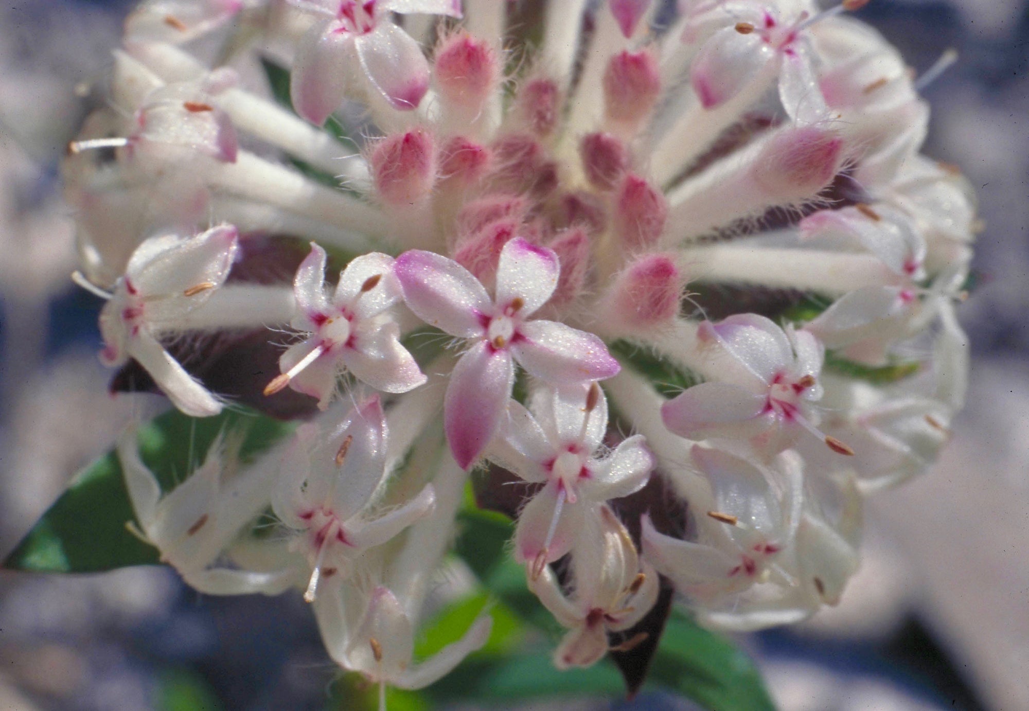 Slender Rice Flower