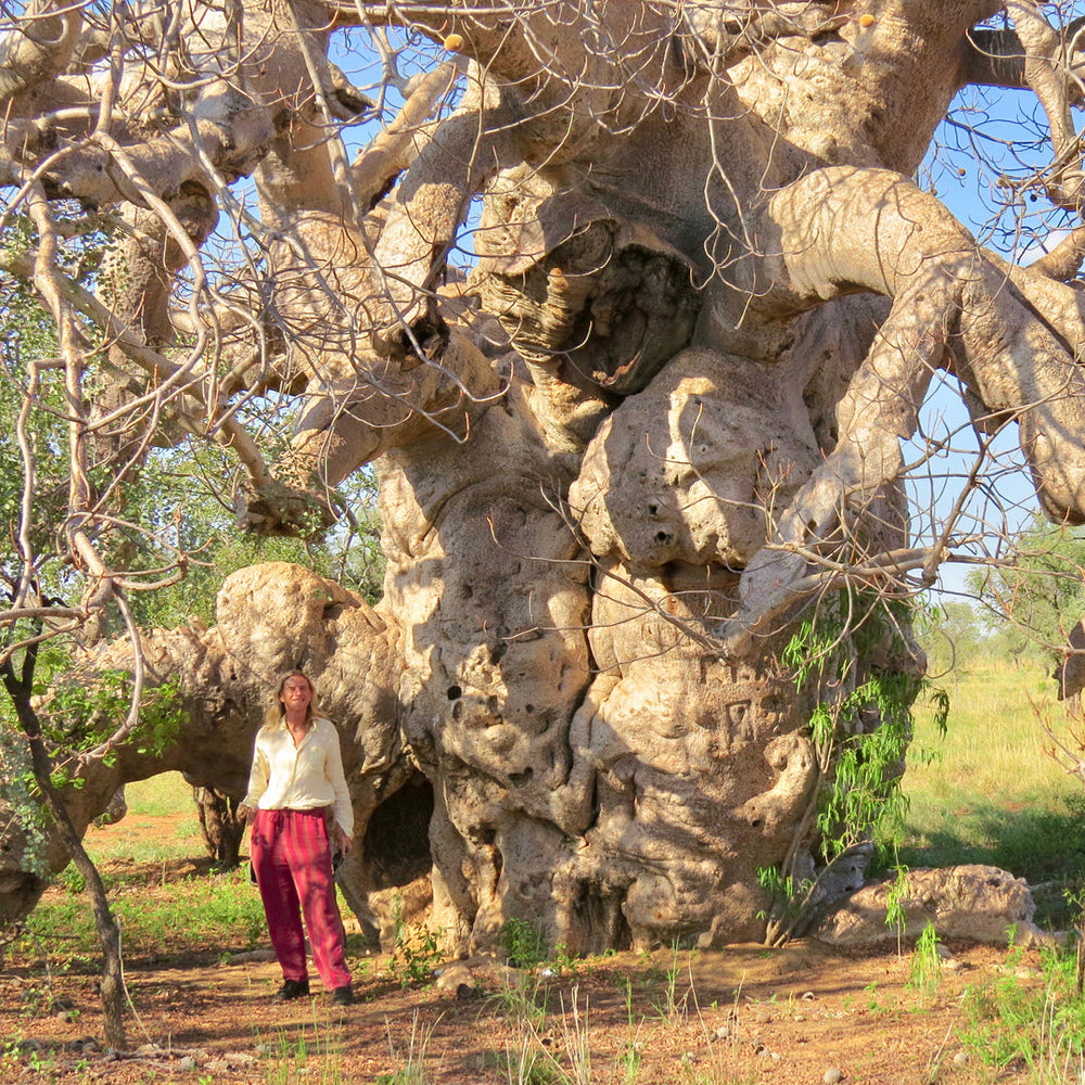 A 40-Year Journey Through the Bush Essences: The 2010s