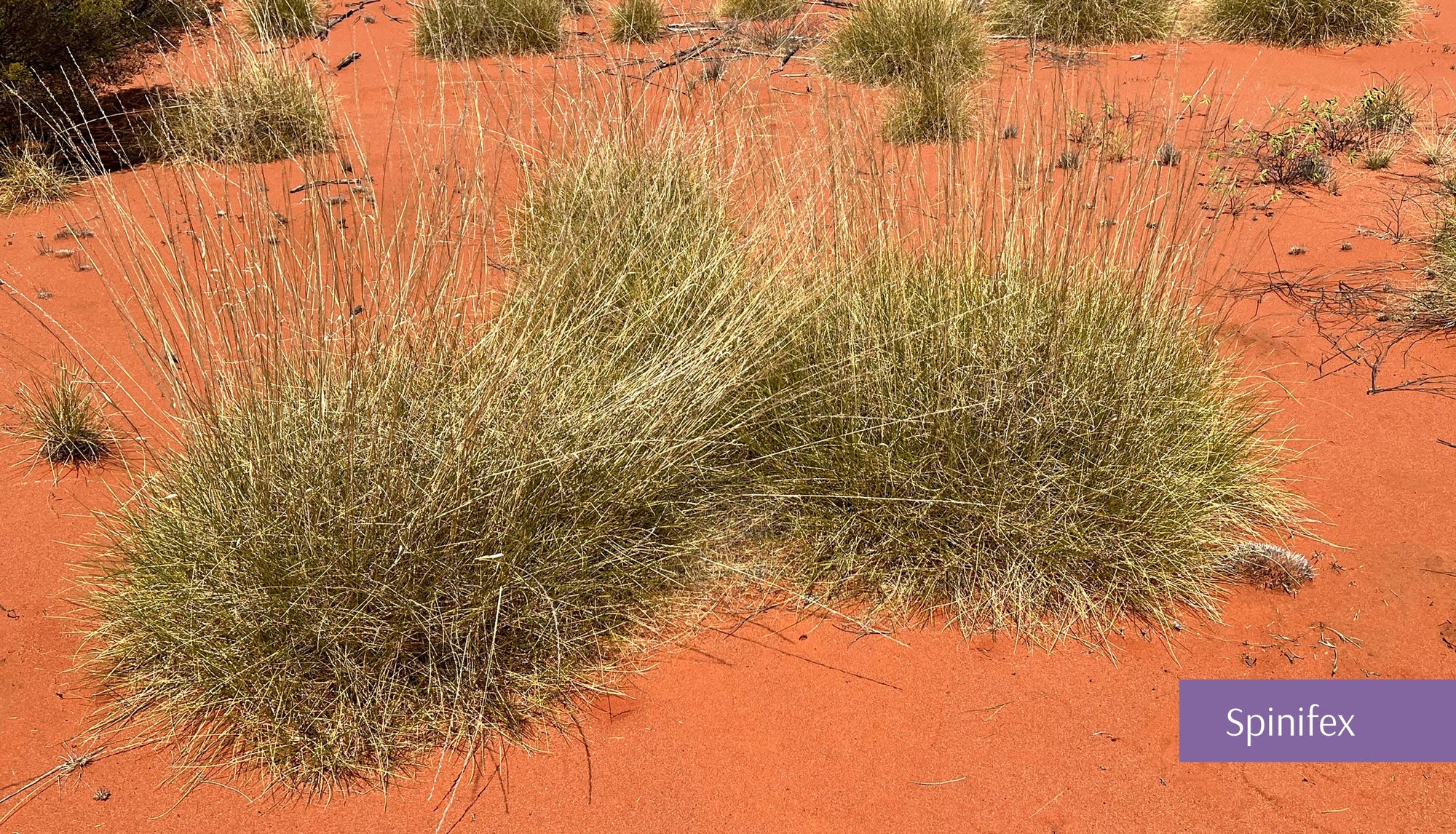 Spinifex