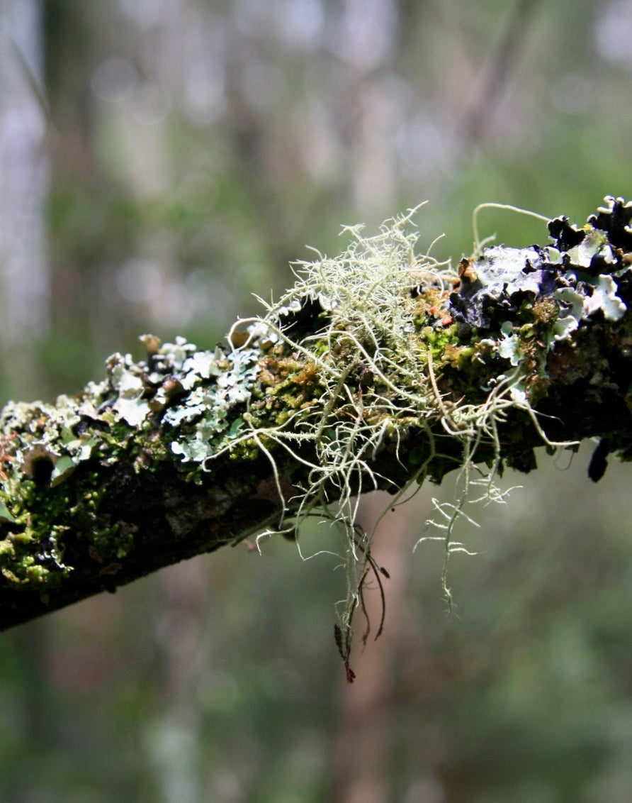 Ian's October Video Newsletter 2025