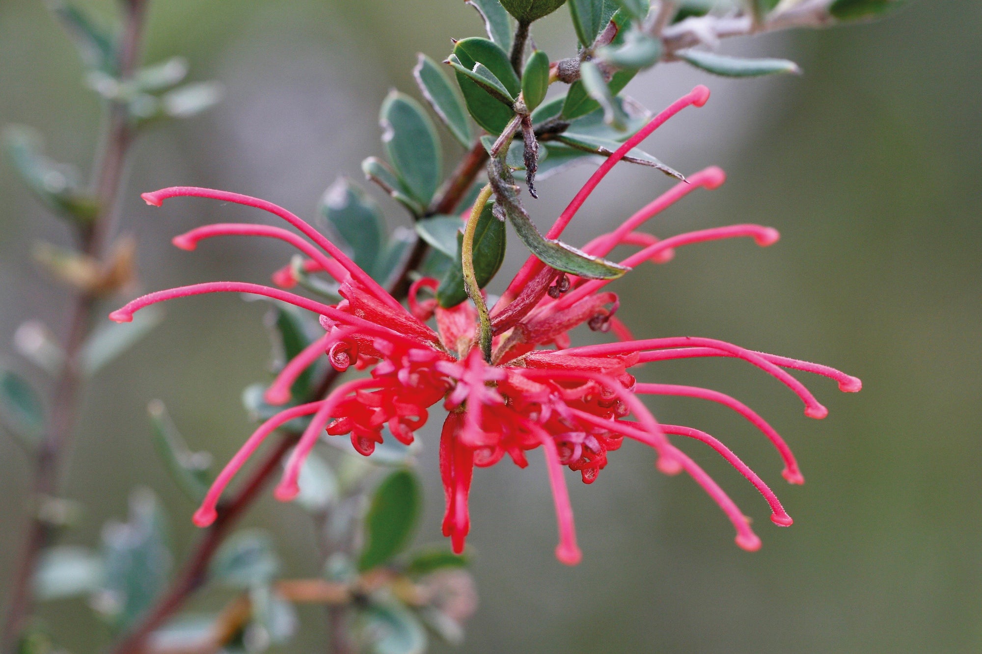 Red Grevillea