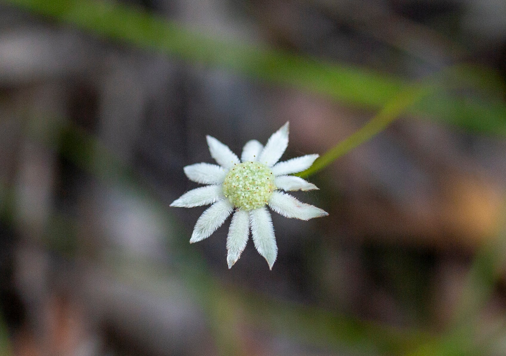 Little Flannel Flower