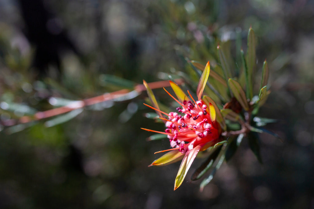 Mountain Devil Australian Bush Flower Essences