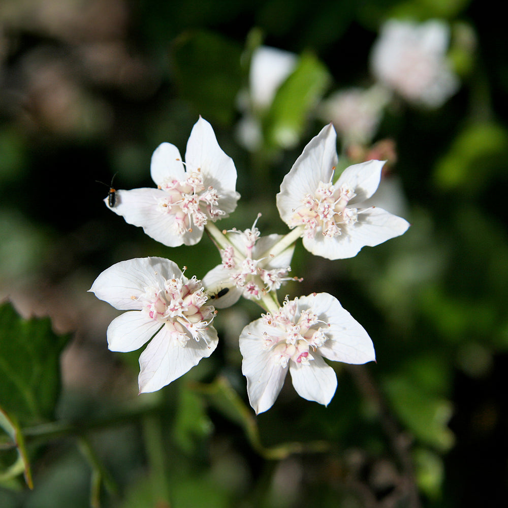 Ian's April Newsletter 2026