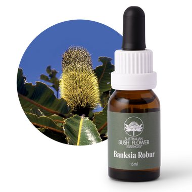 Banksia Robur - Australia