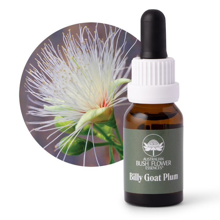 Billy Goat Plum - Australia