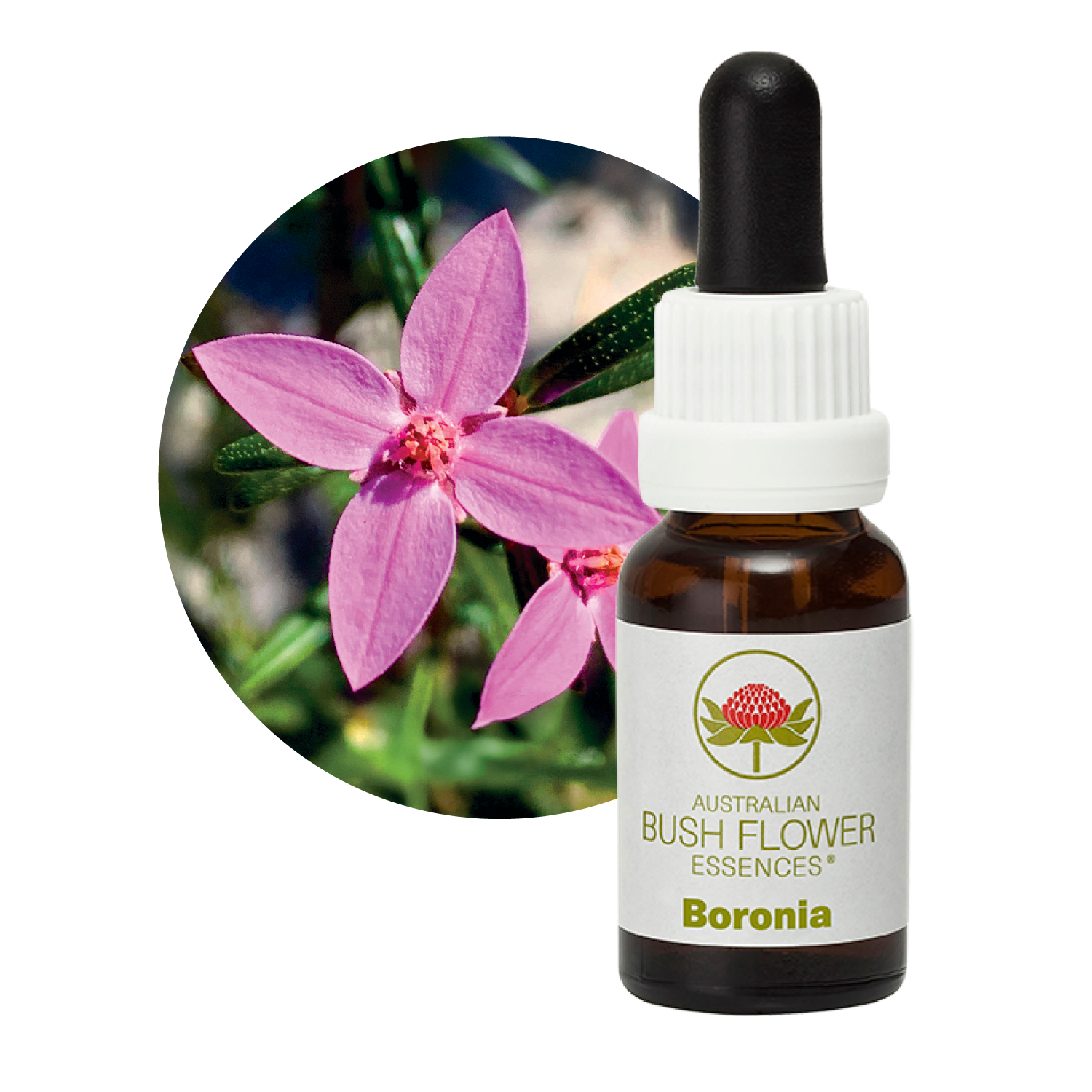 Boronia Flower Essence Australian Bush Flower Essences