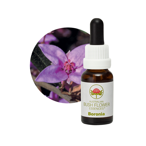 Image of Boronia Essence, perfect for achieving clarity and focus. Helps break old habits and dependencies and aids in dealing with the end of relationships. Enhances creative visualisation, especially for those who are auditory or kinaesthetic.