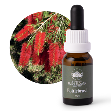 Bottlebrush - Australia